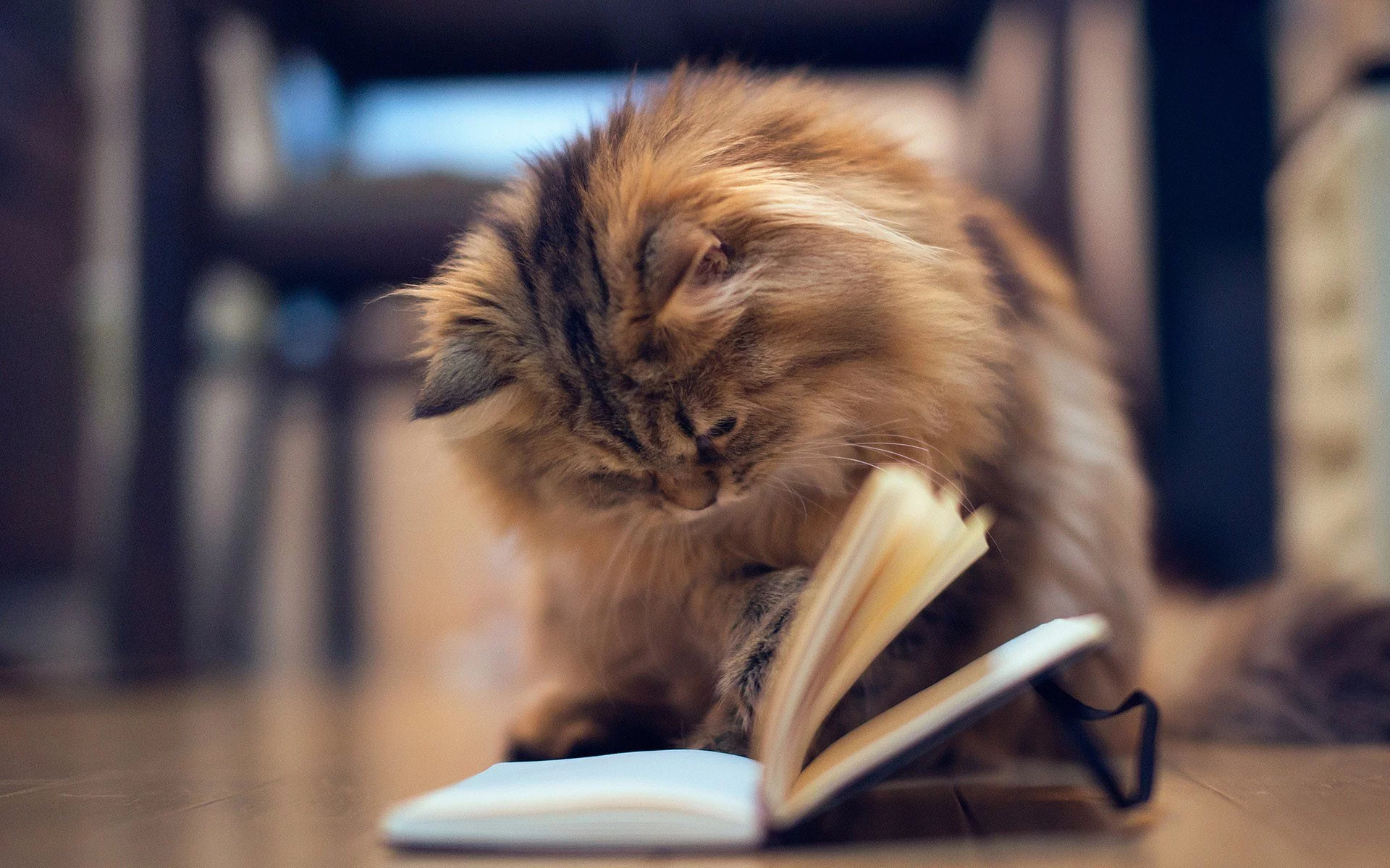 cat reading