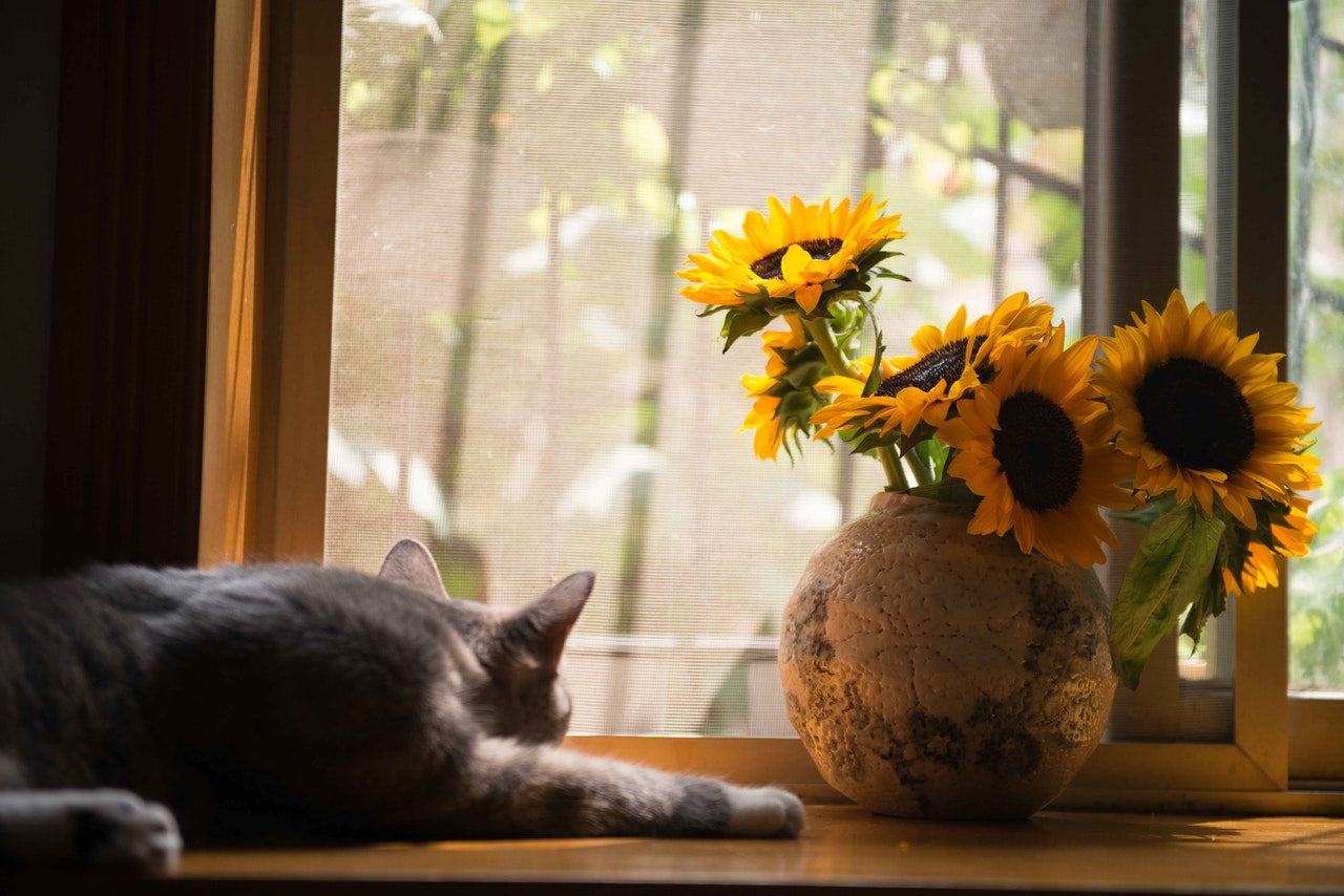 why-does-my-cat-urinate-in-flower-pots-and-what-to-do-about-it