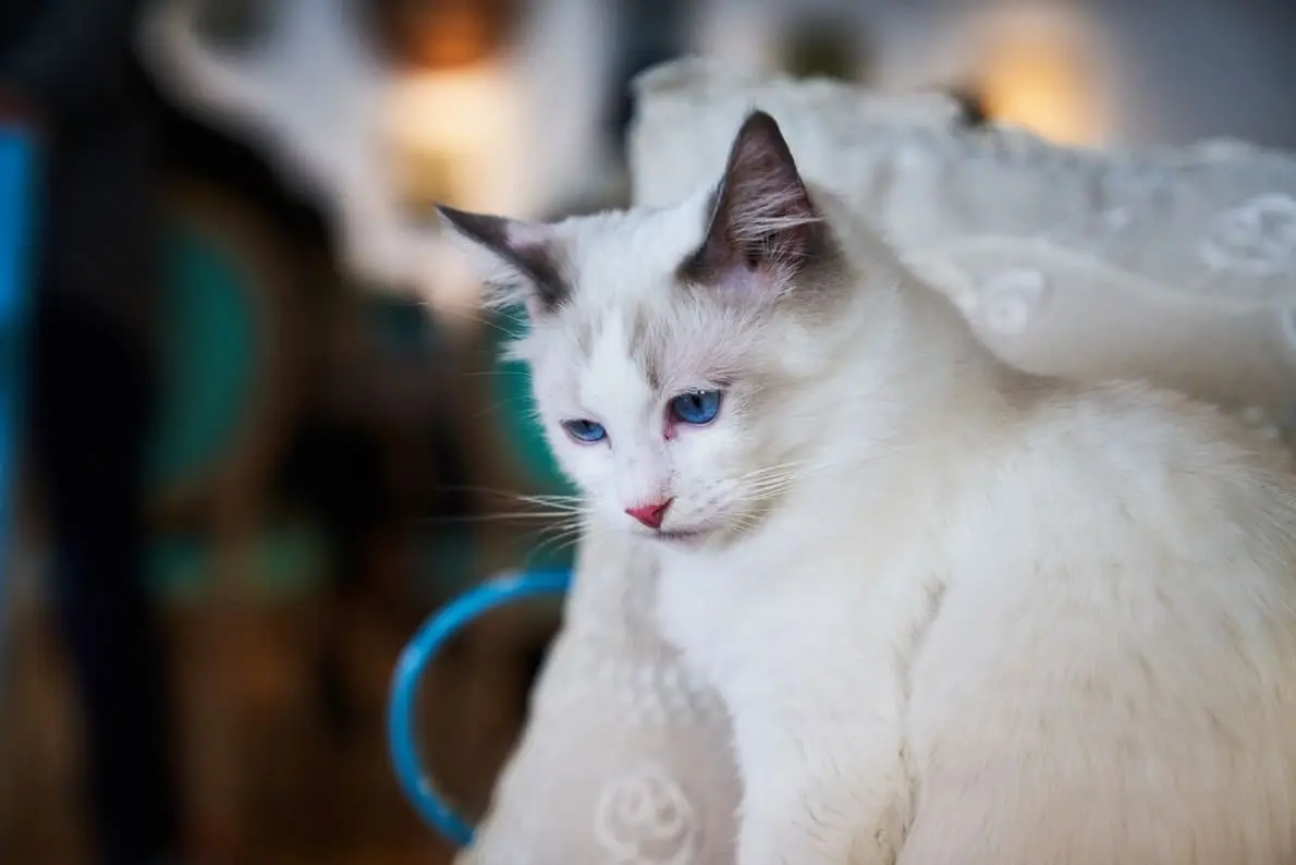 Maine Coon Ragdoll Mix cat