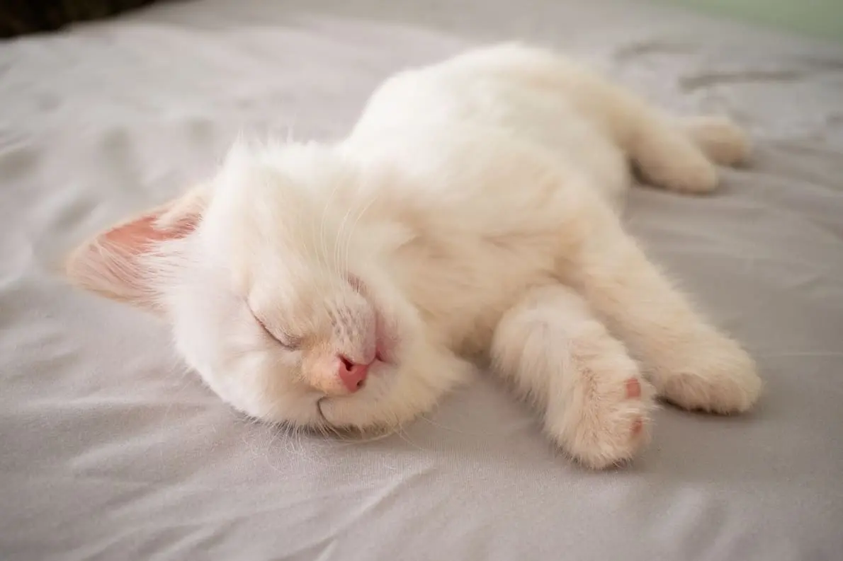 Maine Coon Ragdoll Mix kitten