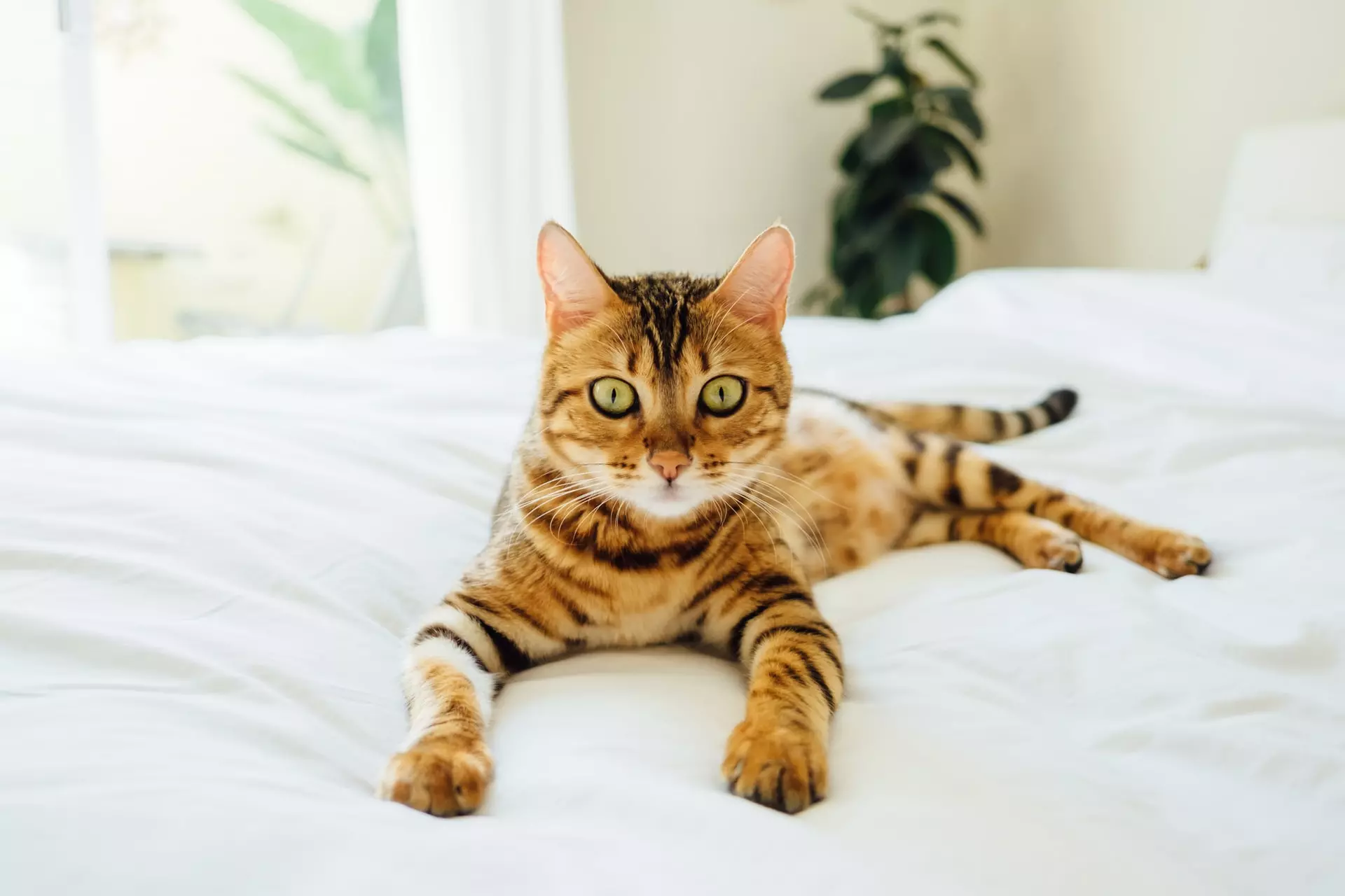 bengal cat in blanket