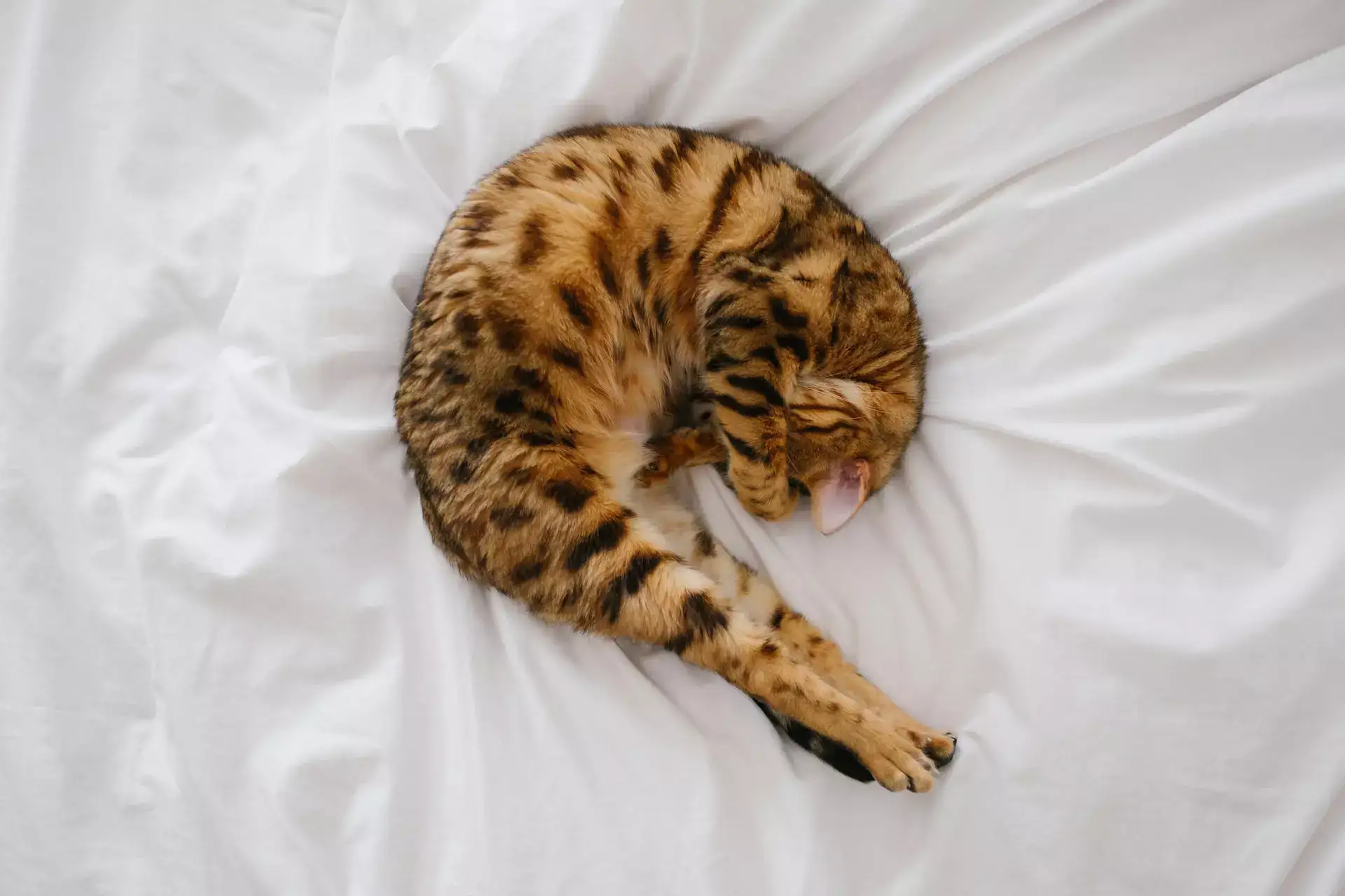 bengal cat