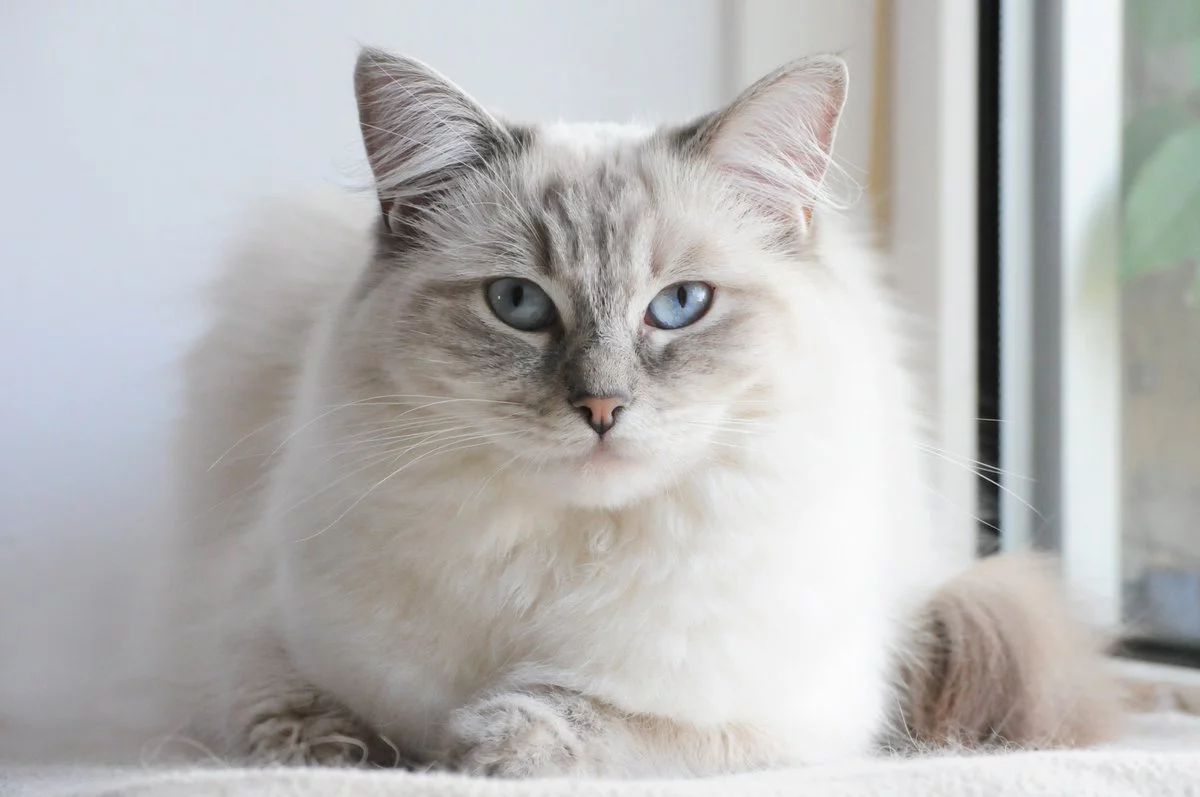blue eyed ragdoll cat
