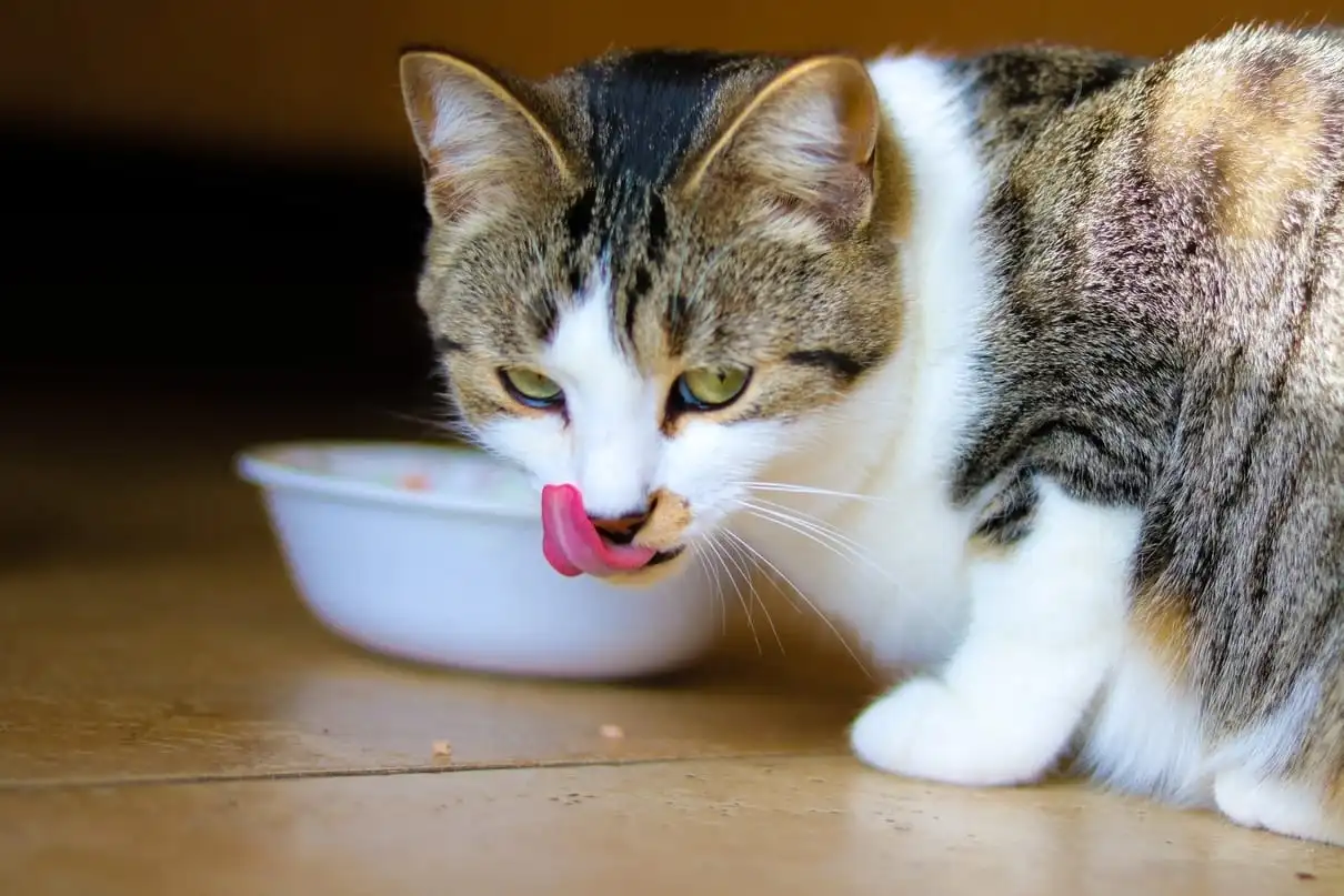 cat eating food