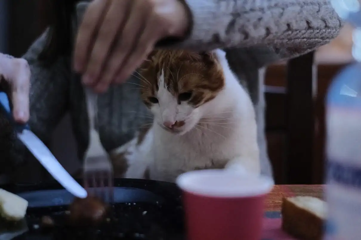 cat watching owner preparing food