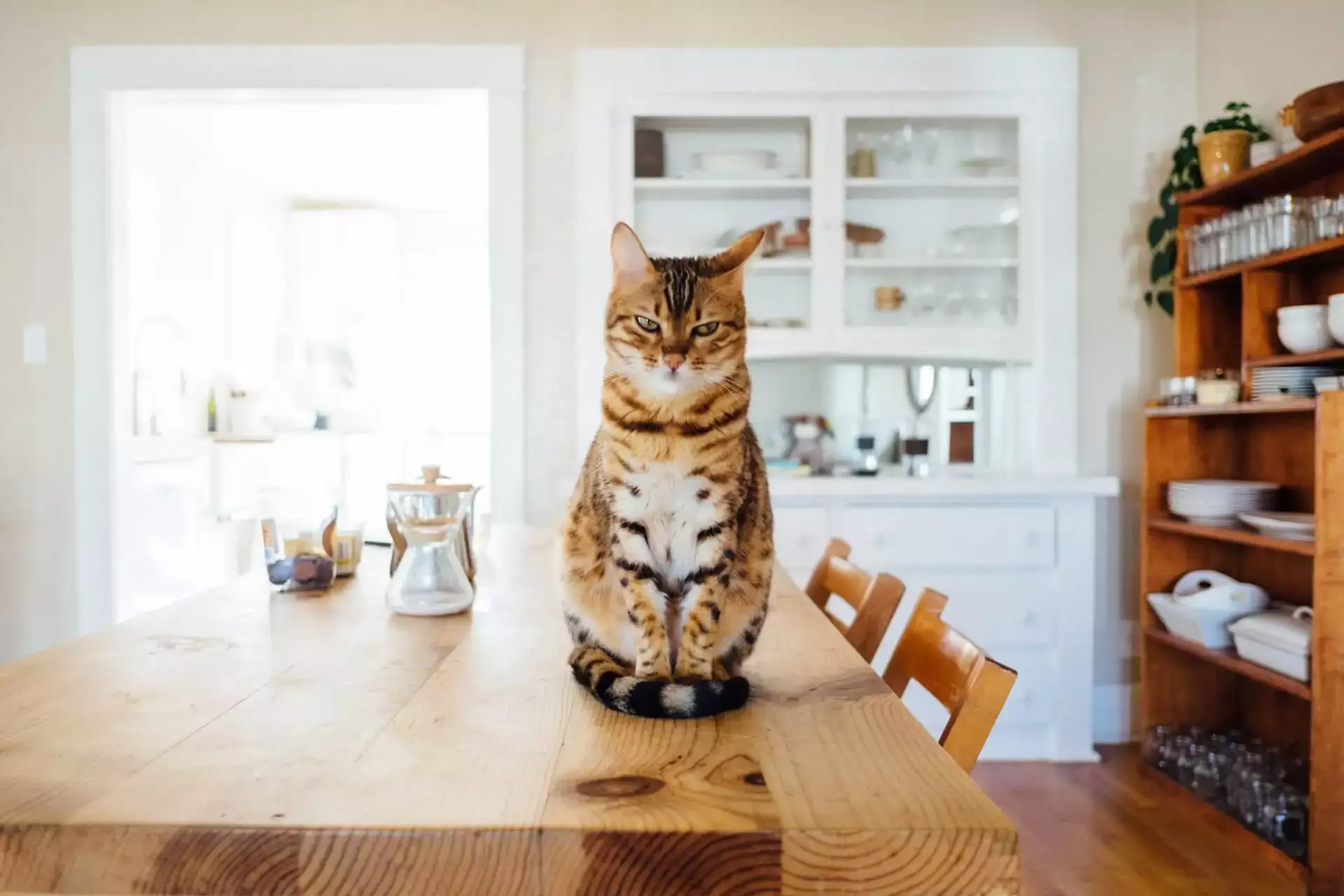 household indoor cat