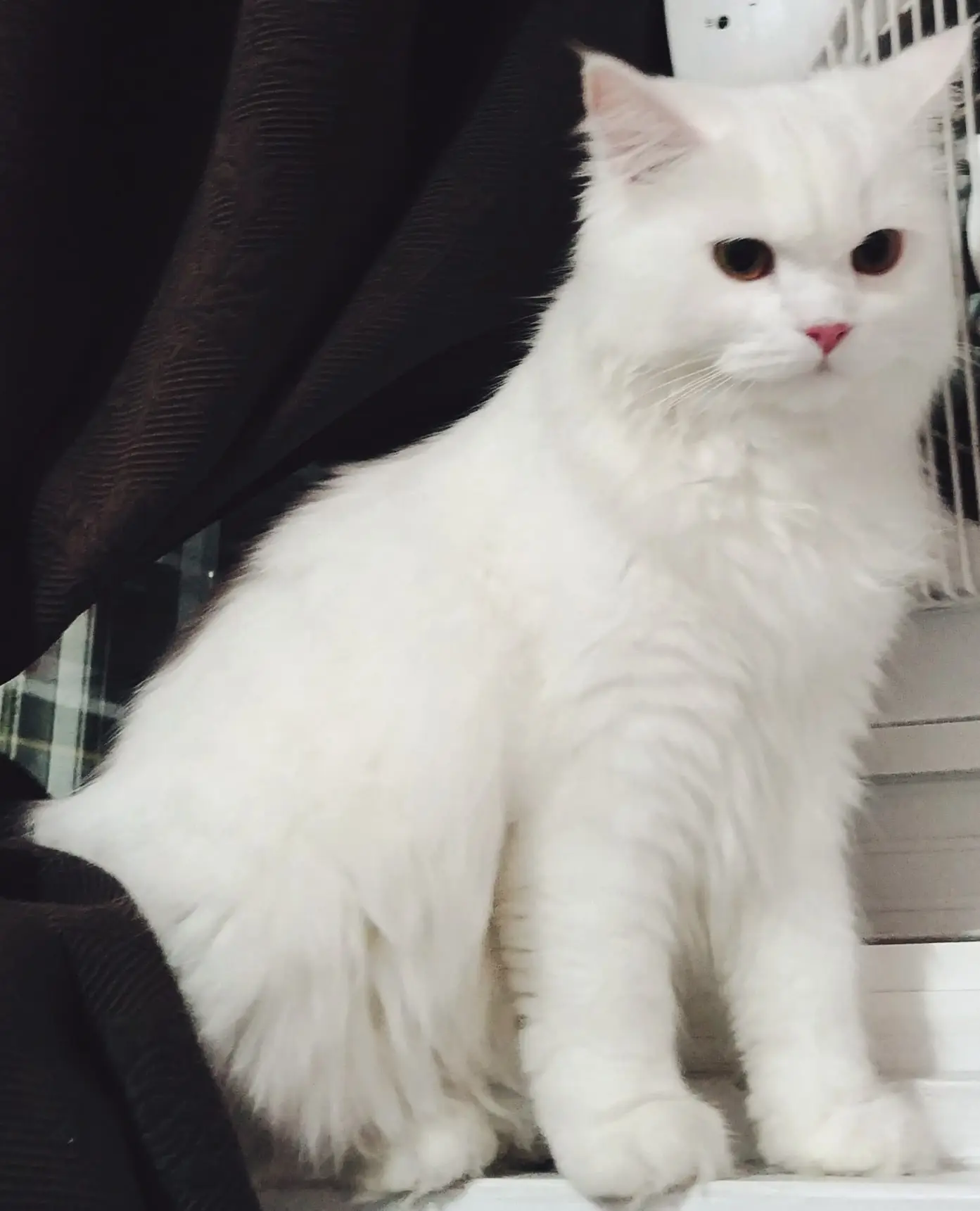 Persian Himalayan Mix New Cat Owner Guide MeowFluent