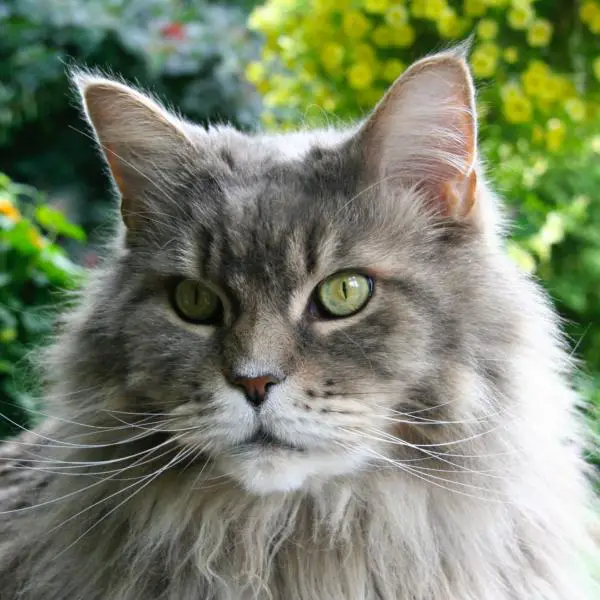 maine coon whiskers
