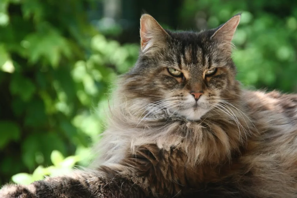 european maine coon breed