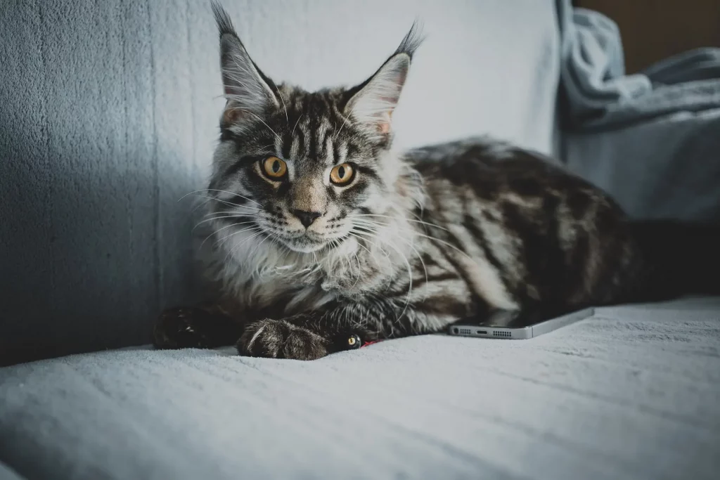 maine coon cat