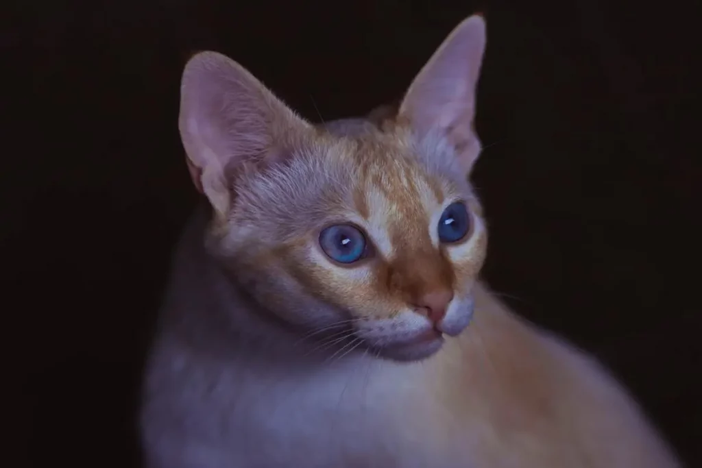 Abyssinian blue cat
