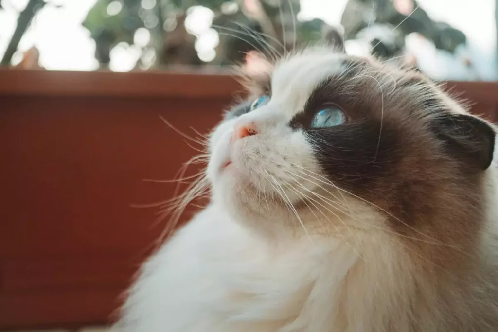 birman ragdoll cat