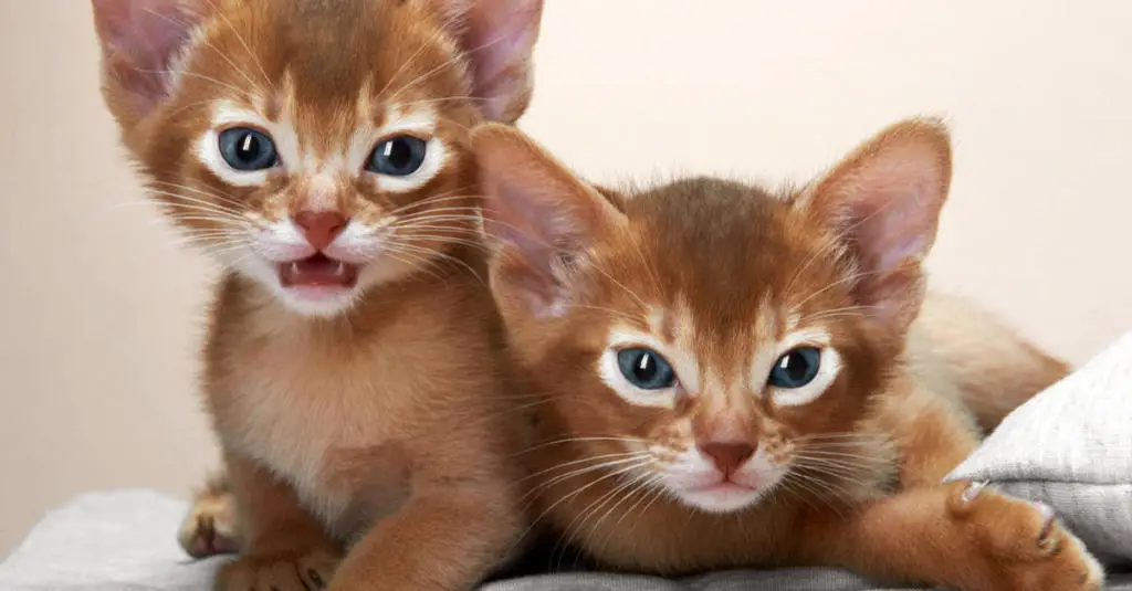 blue_Abyssinian_kittens