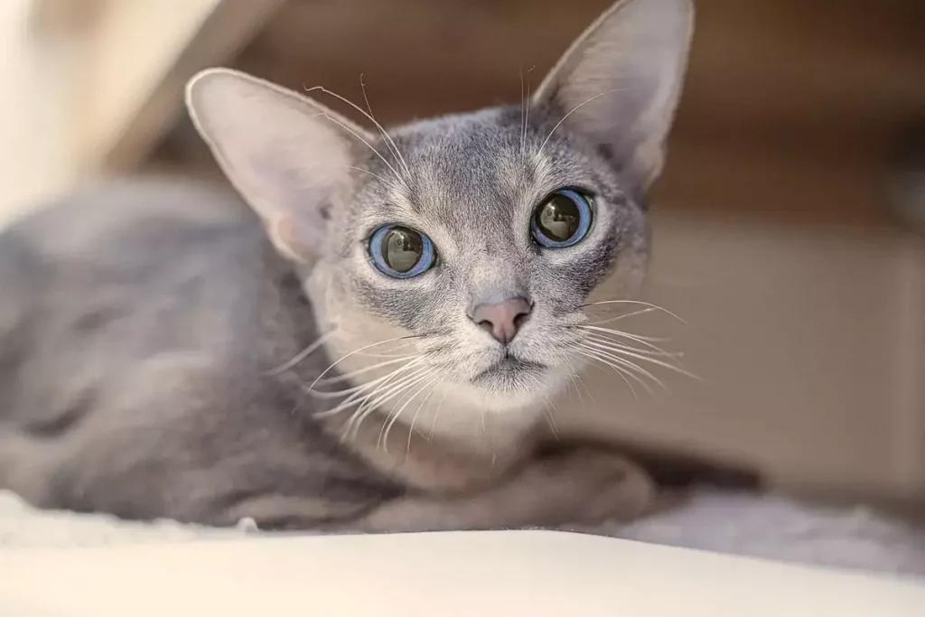 blue abyssinian adult cat