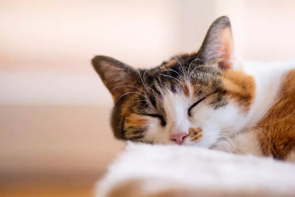 calico persian cat