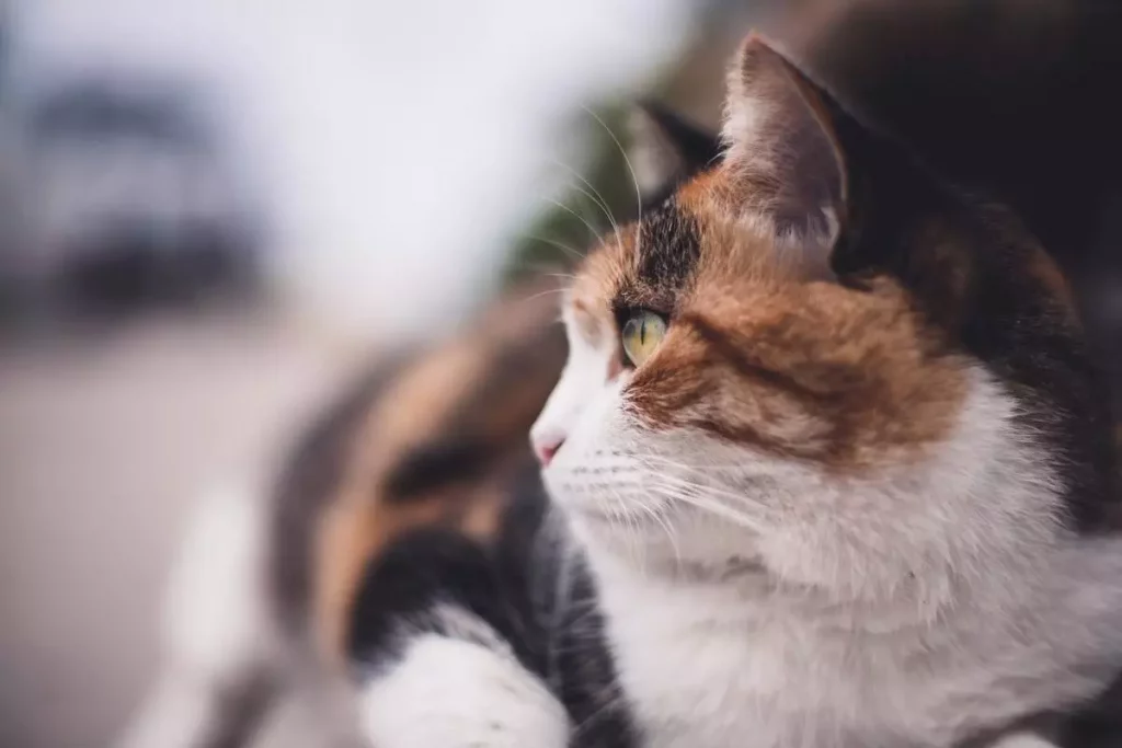 calico persian kitten