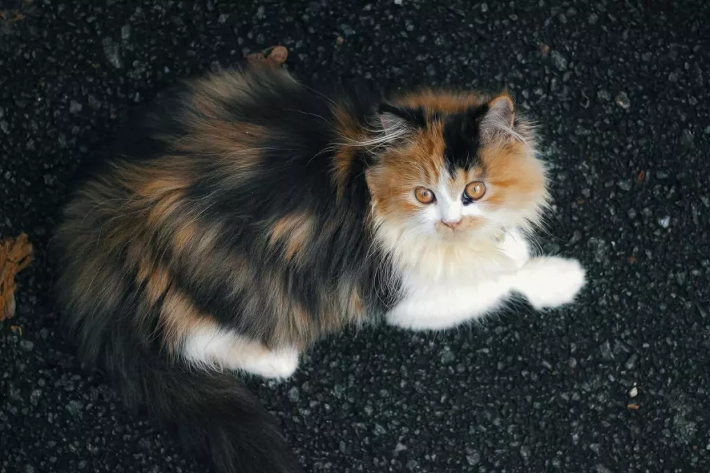 calico persian mix