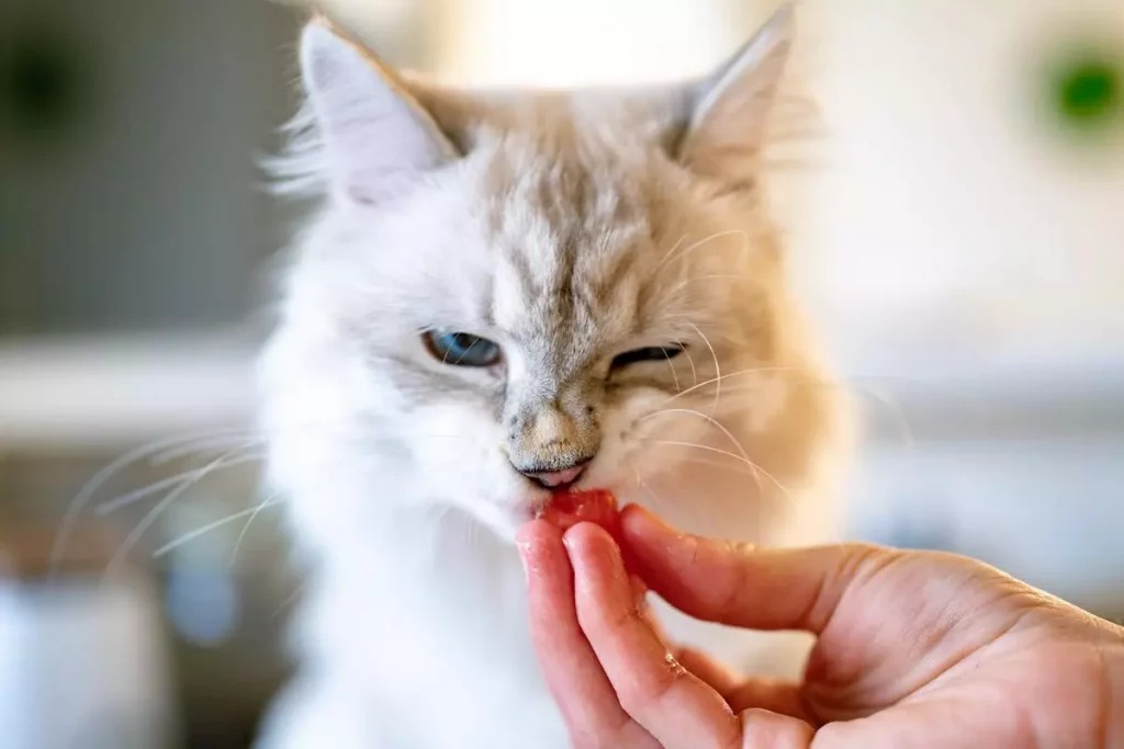 cat eating