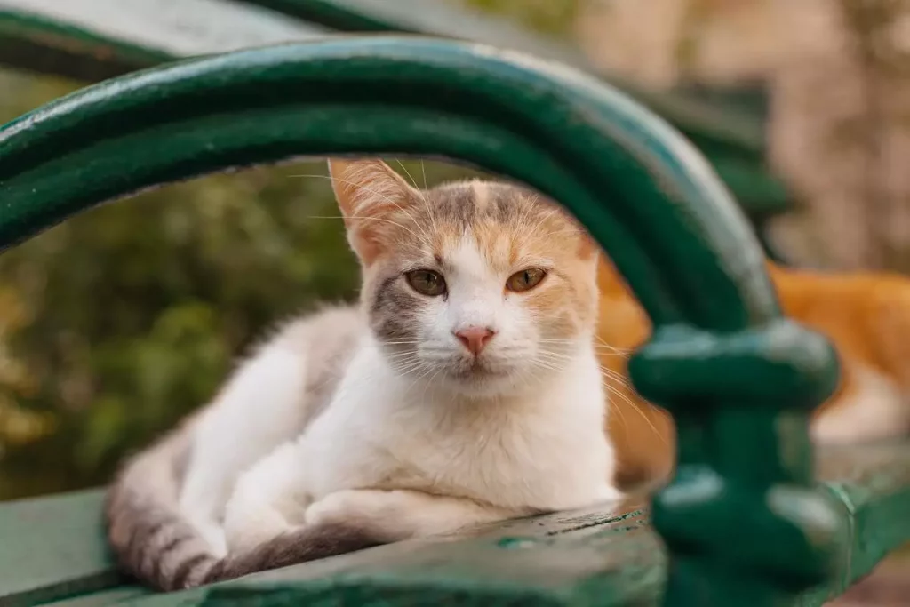 cat lying on street