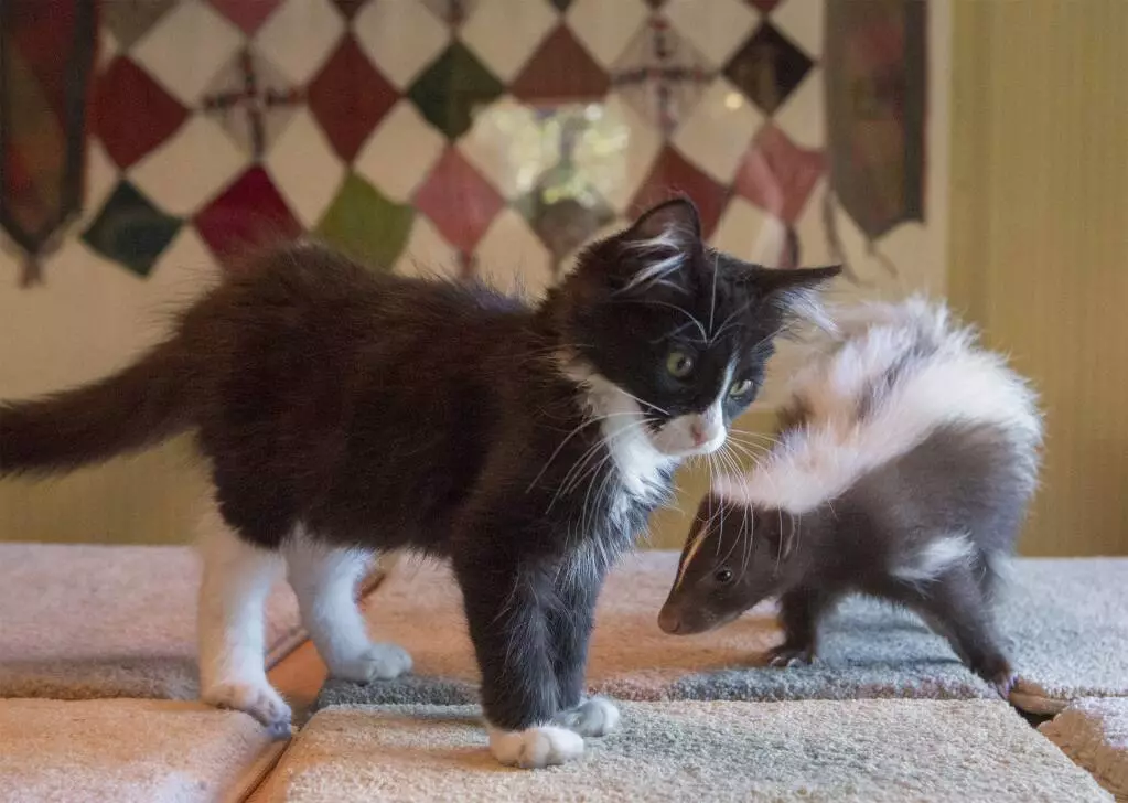 cat playing with a skunk