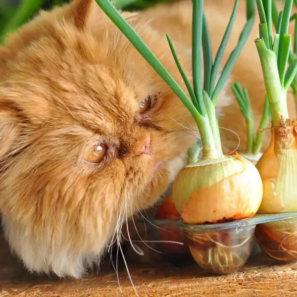 cat_sniffing_onion