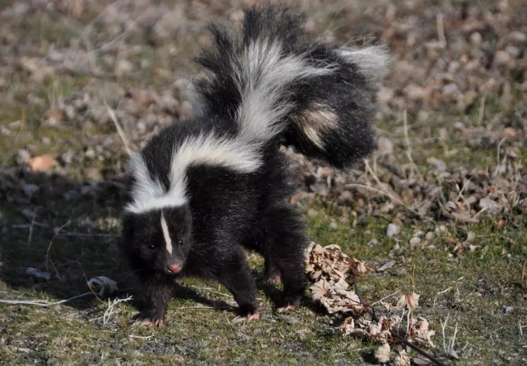 cat with skunk