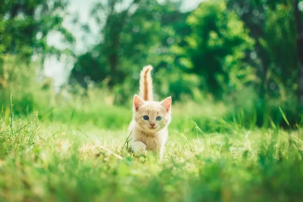 kitten walking