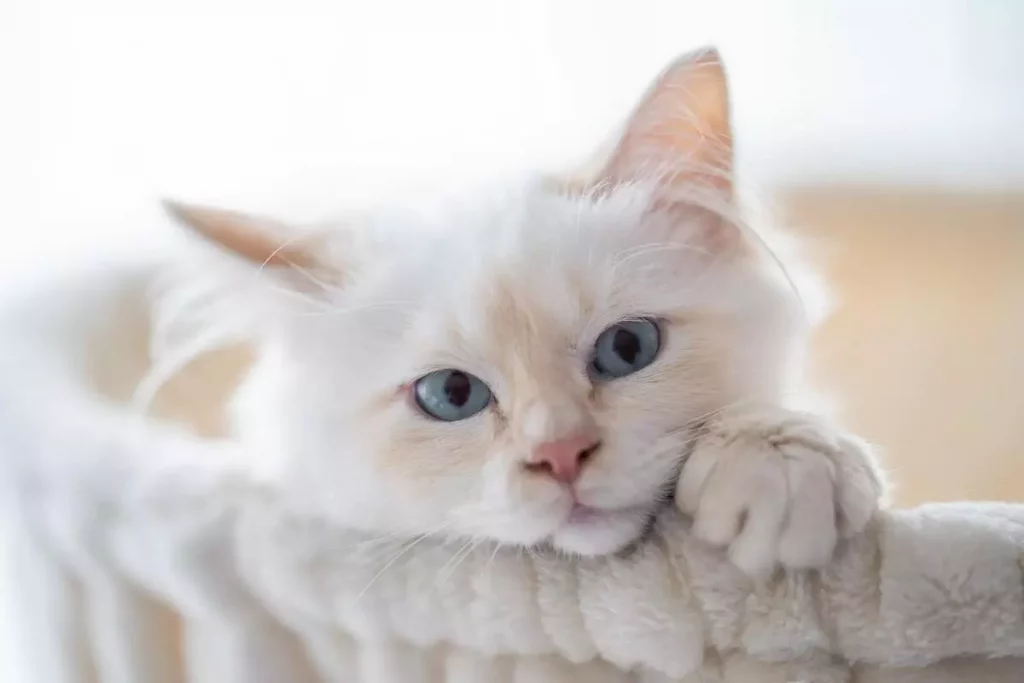 ragdoll birman kitten