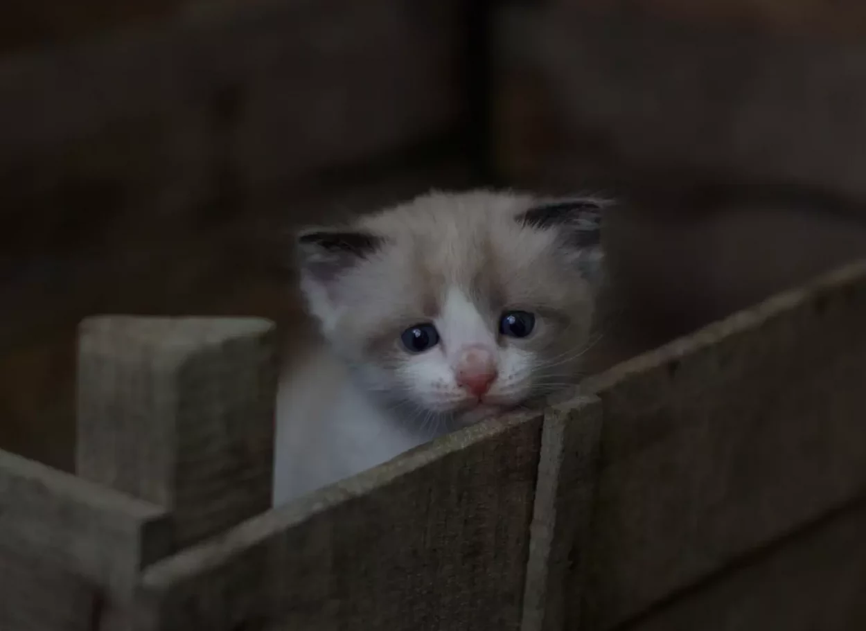Small_Kitten