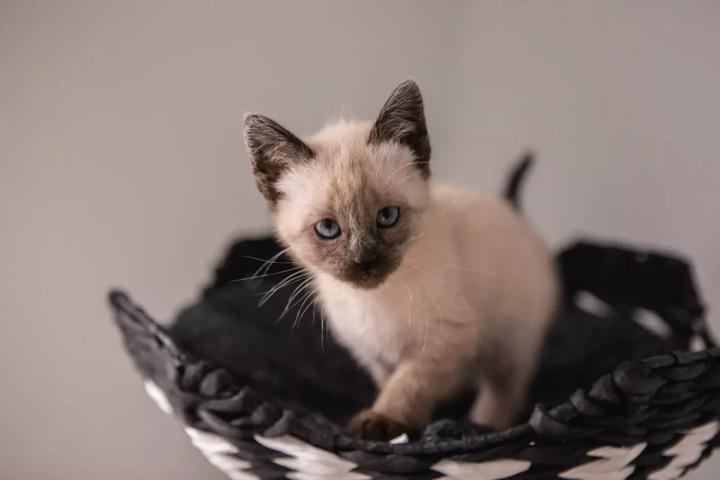 Persian Siamese Mix