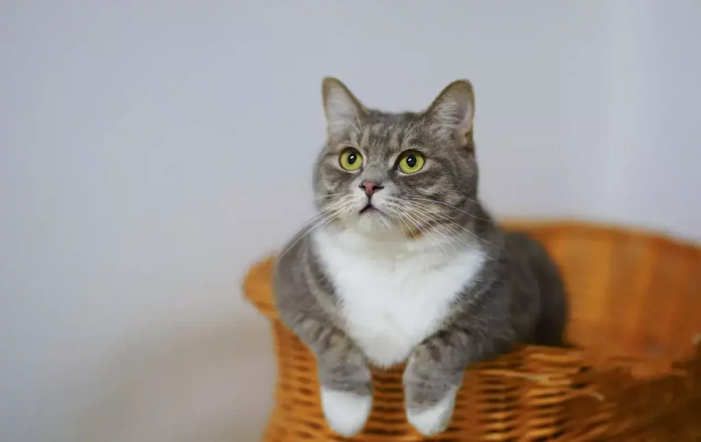 cat basket