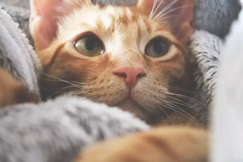 cat curled in blanket