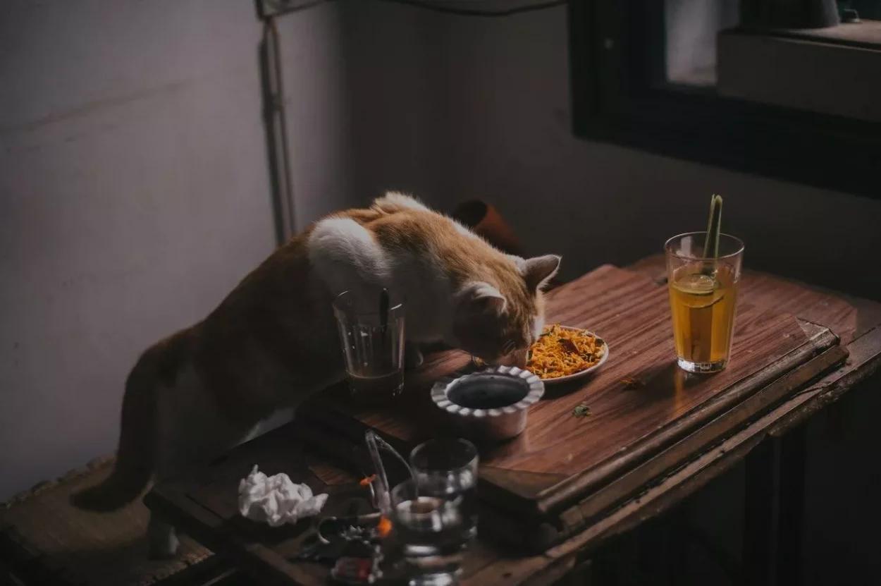 cat_eating_human_food