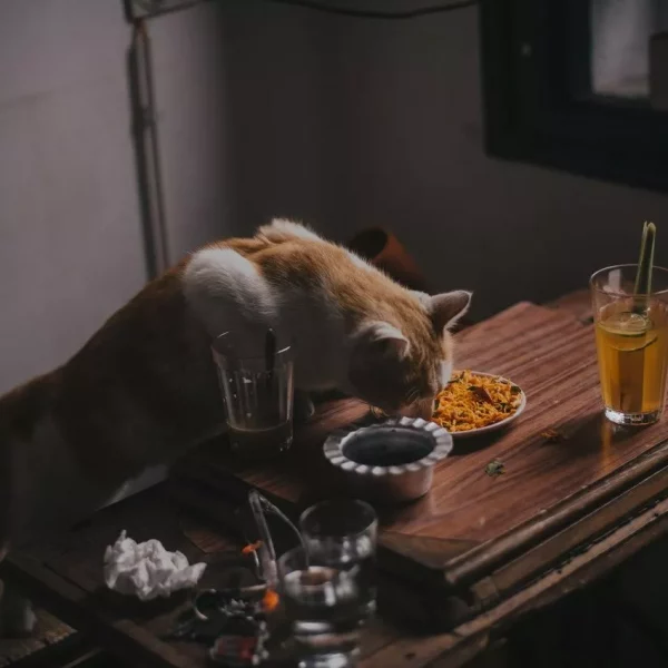 cat_eating_human_food