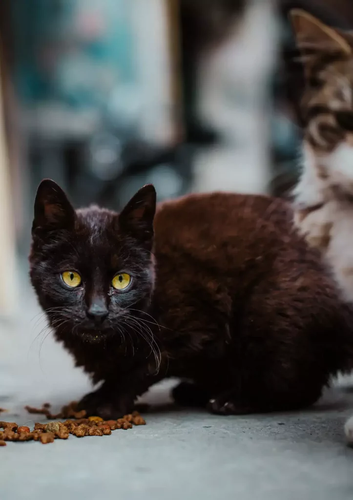 cat eating on street