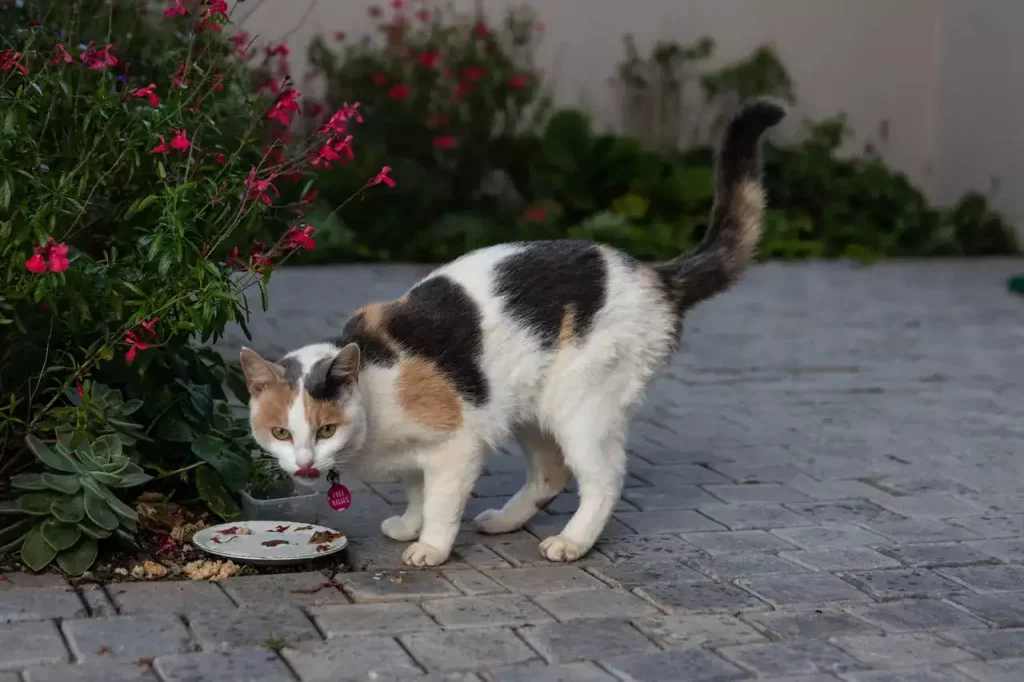 cat eating outside
