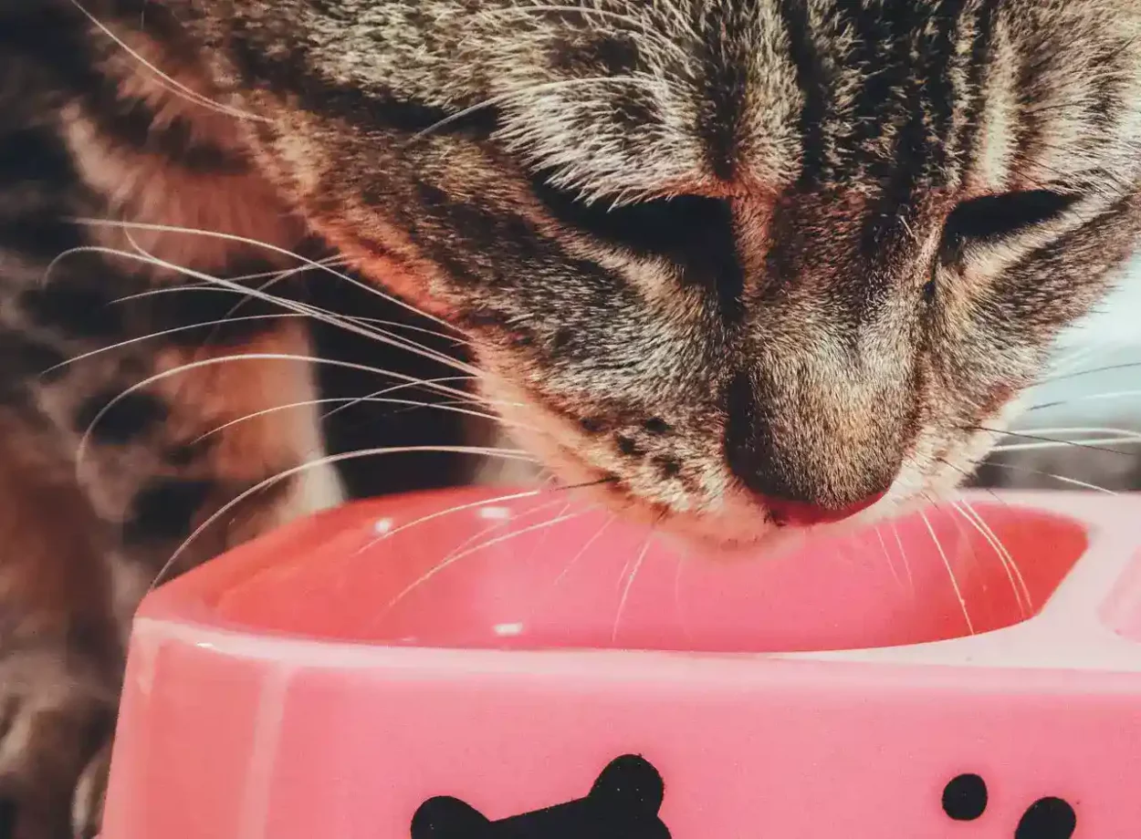 cat_eats_from_bowl