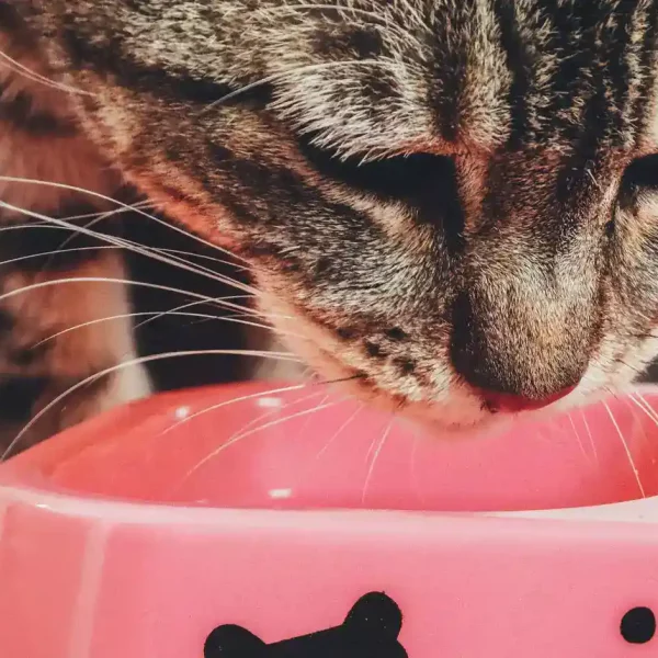 cat_eats_from_bowl