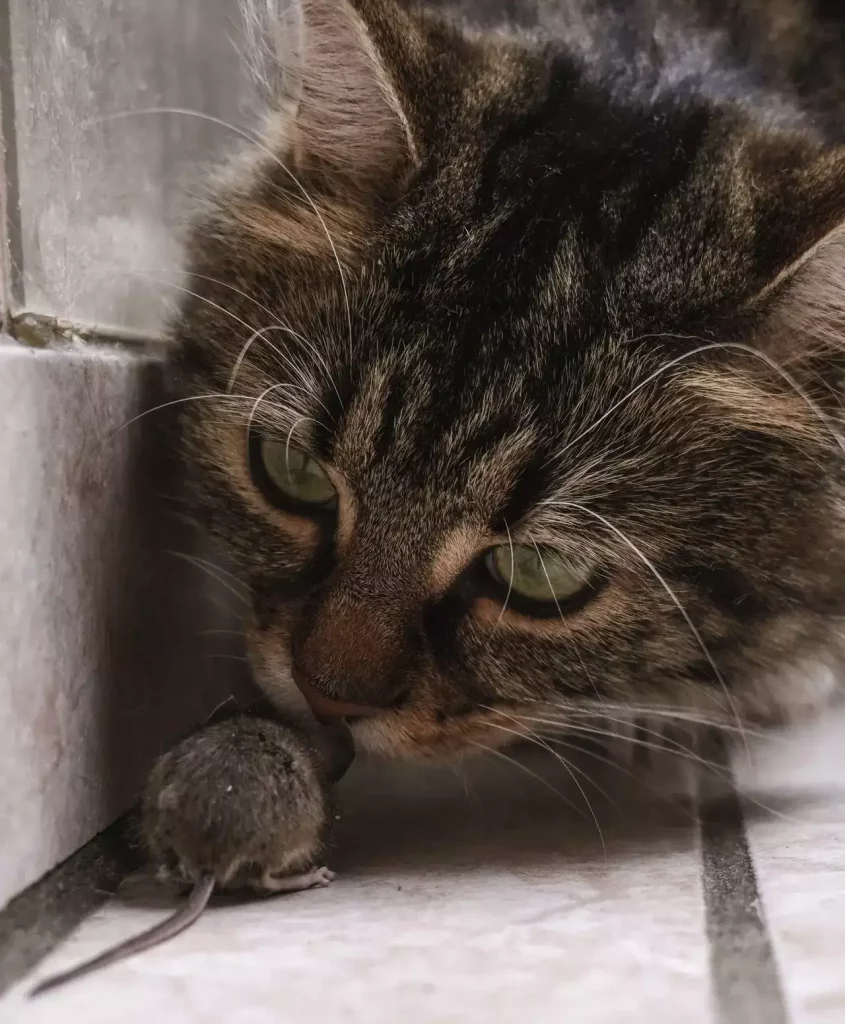 cat eats mouse