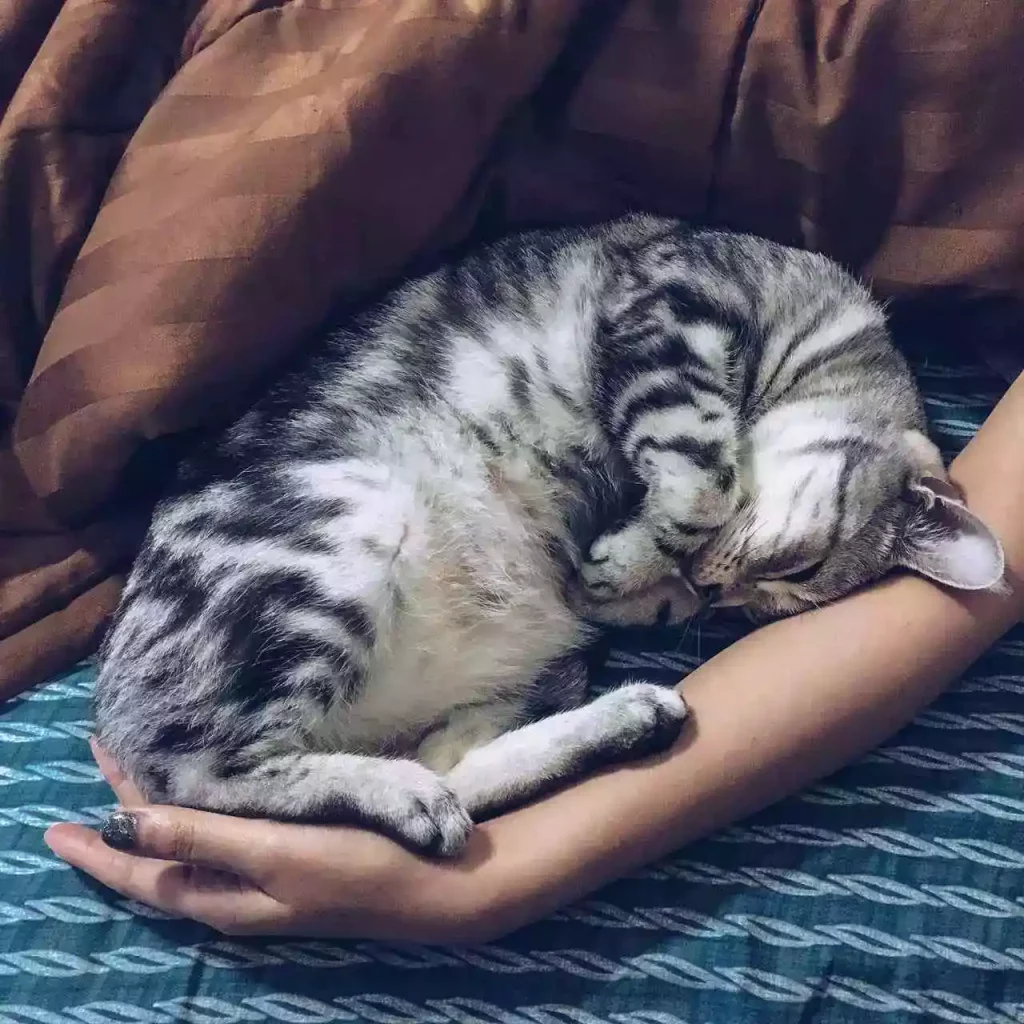 cat hand sleeps