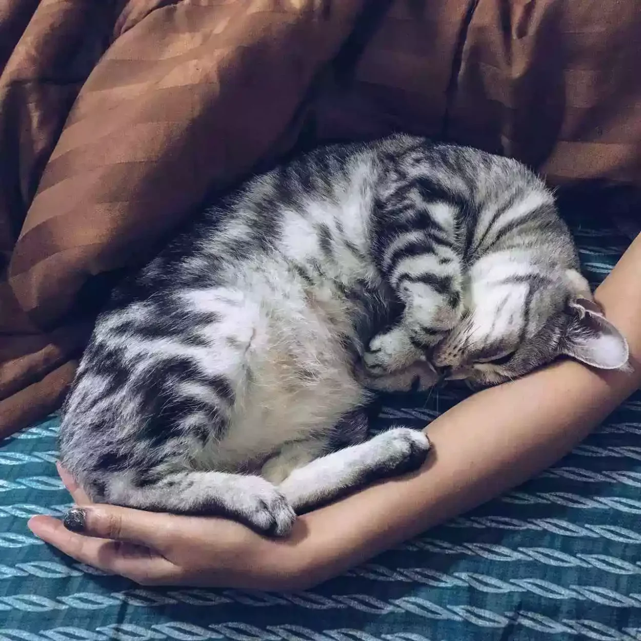 cat_hand_sleeps