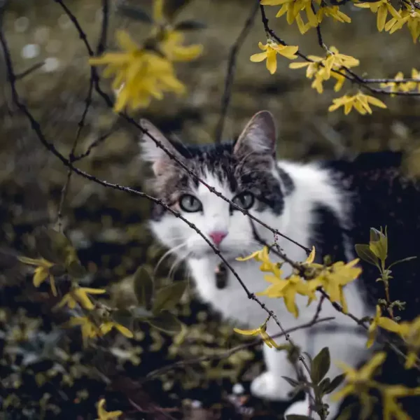 cat_hiding_behind_trees