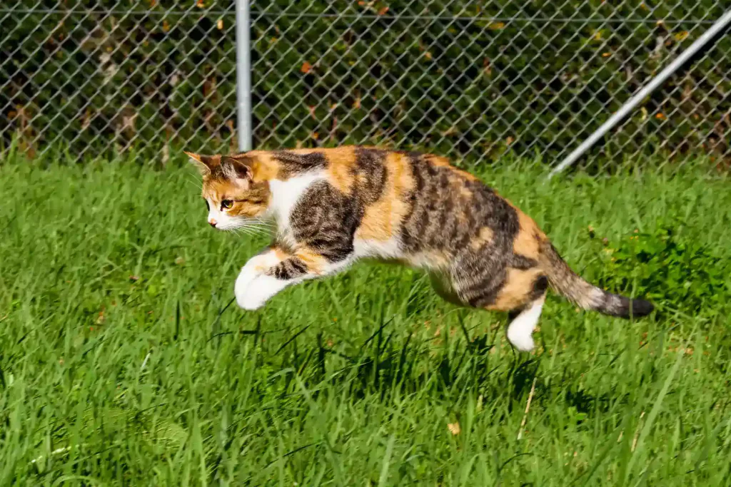 cat jumping in grass