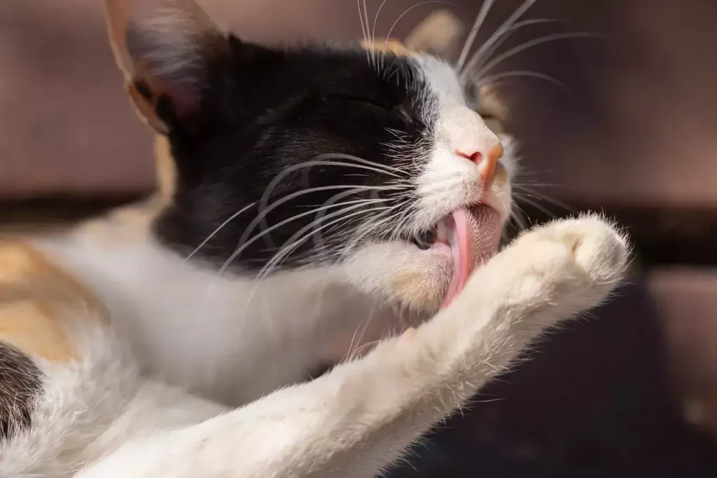 cat licking her paw