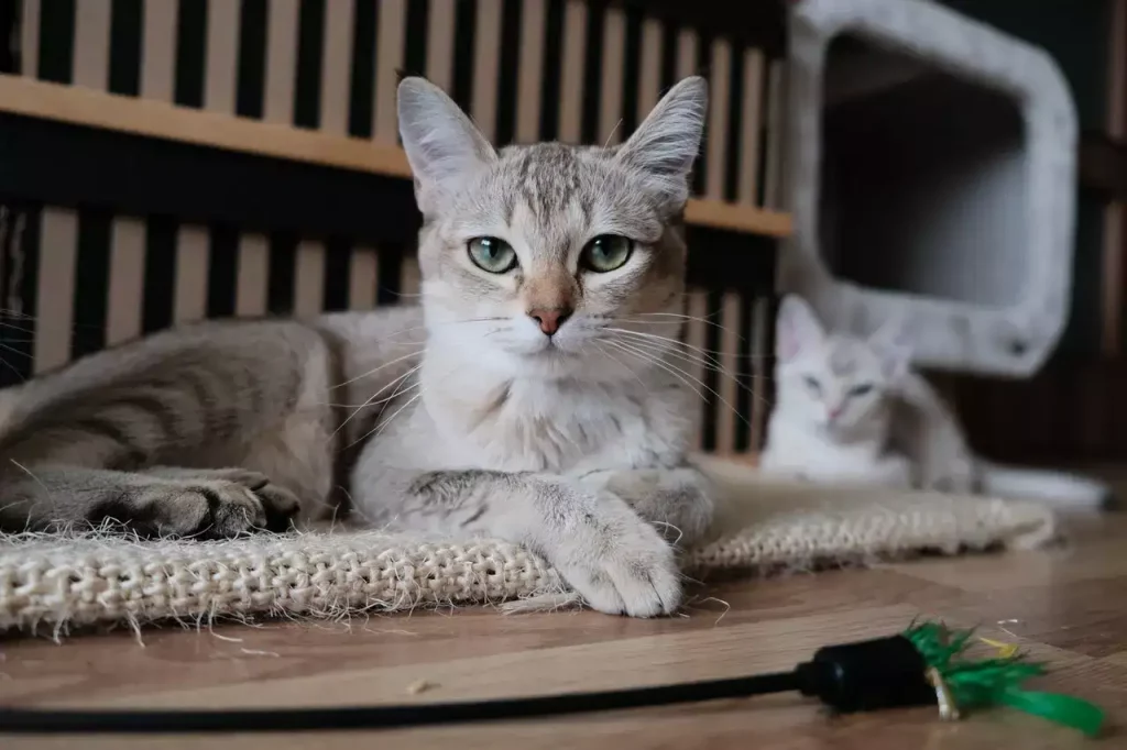 cat looking and sitting