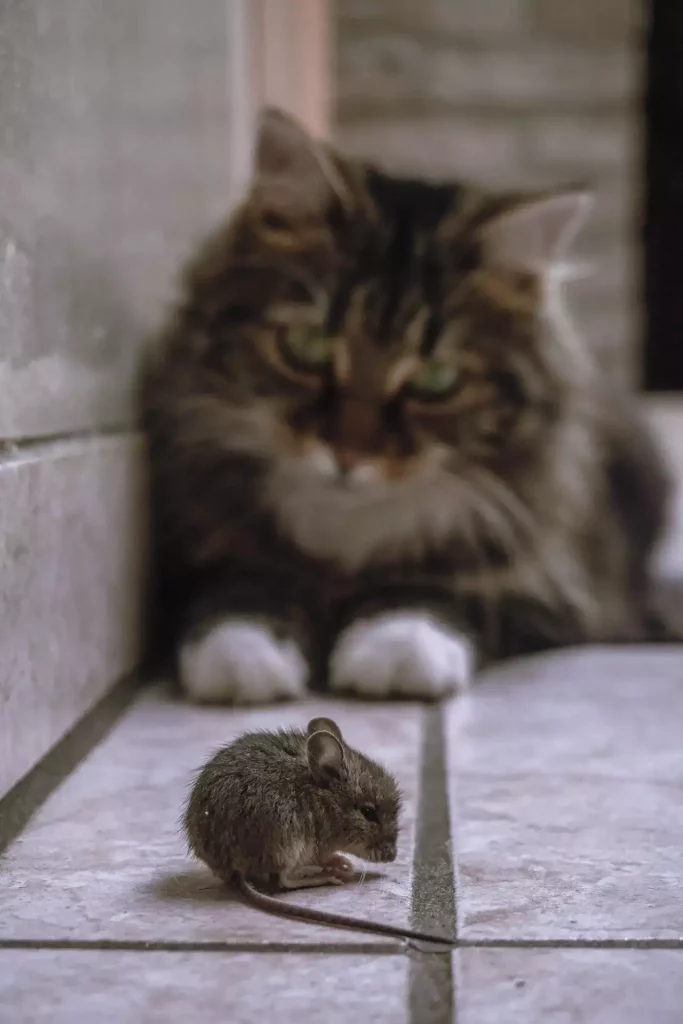 cat looking at mouse
