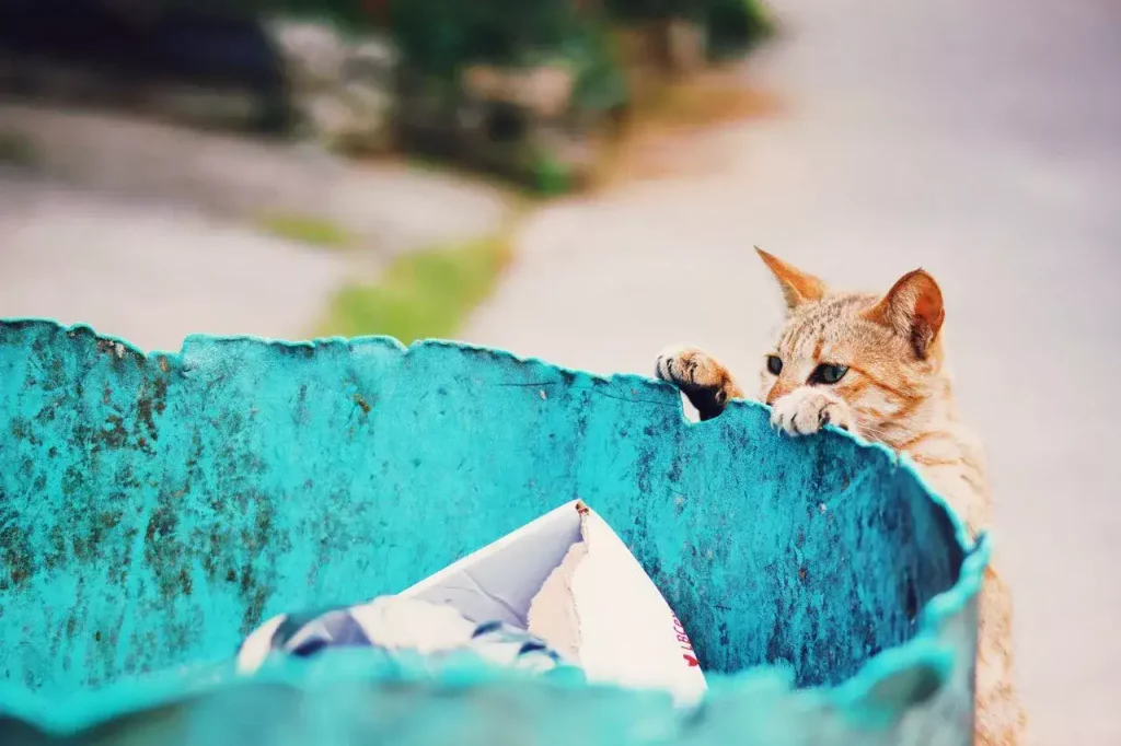 cat looking at trash