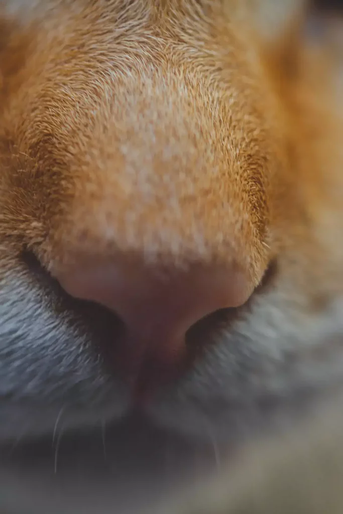 cat nose