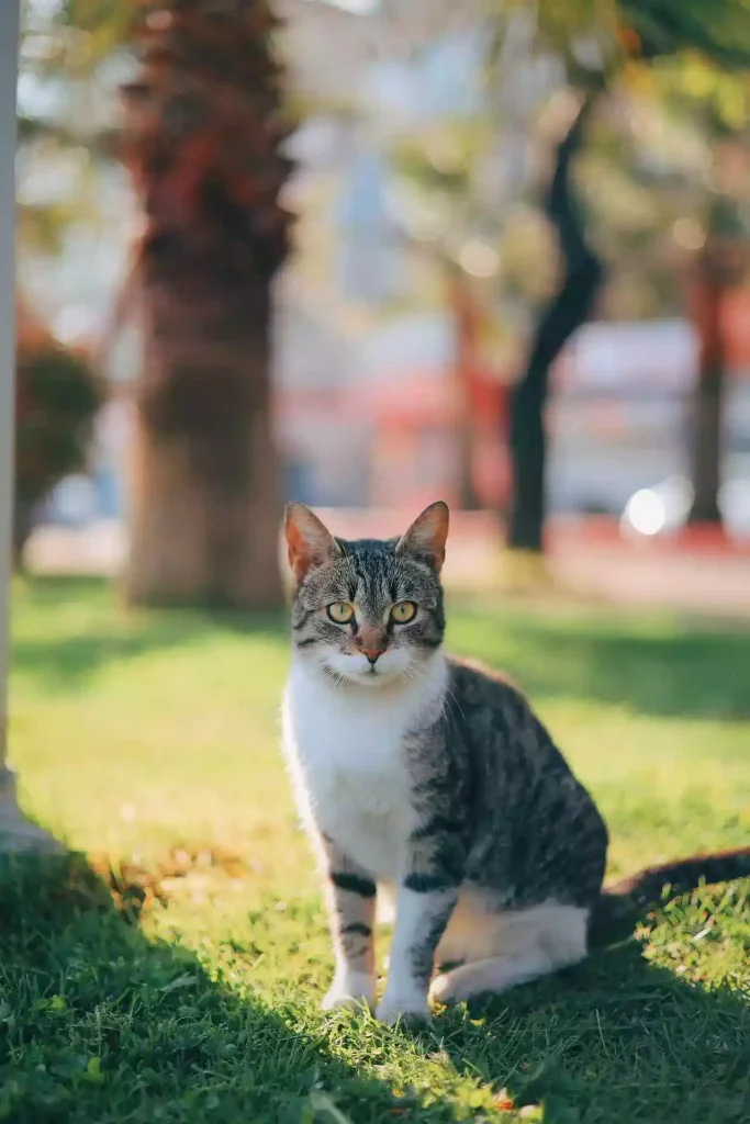 cat on beach grass