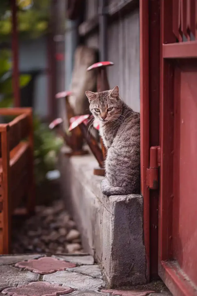 cat on wall block